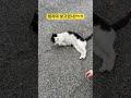 보급형 첨지의 똥꼬쇼😻 cat 고양이 첨지 언더월드