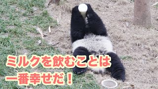 【可愛すぎ❤】一緒にミルクを飲んているパンダ赤ちゃん　| iPanda パンダ楽園　#shorts