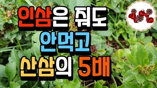 산삼 보다 5배 많은 사포닌을 가진 약초 | 죽은 사람도 일으켜 세운다 |  항네프로제 항암 항염증 혈액순환 항우울 방광염 배뇨통 | 기린초