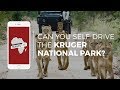 Can you self-drive in the Kruger National Park? Rhino Africa's Travel Tips