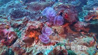 活力島嶼系列之: 龍洞4號/和美國小 - Sep 2017