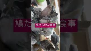 鳩たちのお食事　#レース鳩  #鳩 #鳩レース #鳩好き  #鳩のお食事  #shorts