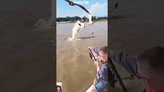 fishing when an eagle passes by #feedshorts #shortvideo #fishing