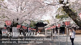 Mishima Walk / Cherry blossoms of Mishima Taisha Shrine.  [ 4K ]