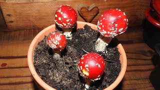 come fly agaric with me 😍🍄