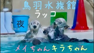 【鳥羽水族館】ラッコ　メイちゃん　キラちゃん　夜ゴハン   4K