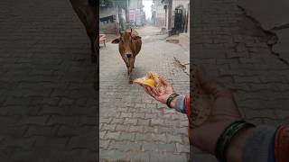 प्यारी बछिया #cow #ytshorts #gaumata #youtubeshorts #trendingshorts #calf #shorts #cristianoronaldo