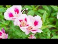 how to grow clarkia