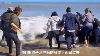 鲸鱼搁浅众人施救，大部分搁浅鲸鱼无法安全返回，救援过程不容易