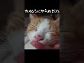 【子猫】カメムシにやられると、こうなります＃shorts