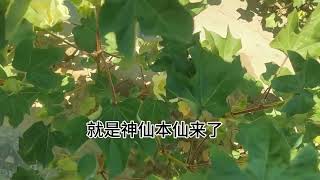 今天下地看到一块严重缺水的棉田，农民不易，没有水