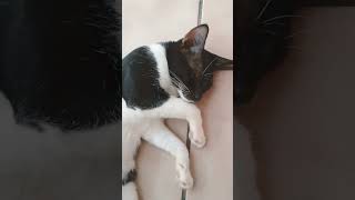 Just a short nap! ஒரு சிறிய தூக்கம்! 🤗😻🧡 #cat #cute #funny