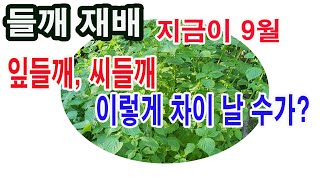 들깨 재배. 지금이 9월, 잎들깨, 씨들깨 이렇게 차이 날 수가?(잎 들깨 이용, 종실 들깨 이용, 들깨 심기, 들깨 가꾸기, 잎들깨, 종실들깨 차이, 깻잎 김치,들기름,들깨가루