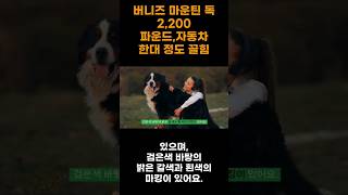 버니즈 마운틴 독/대형견/체중골든리트리버의 1.5배/스위스 견종