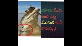 Watch the Worlds biggest crocodile OMG