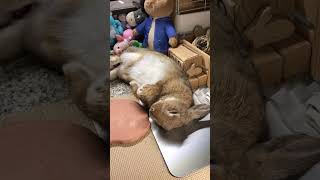 コテン❣️のお手本🐇👍🤣