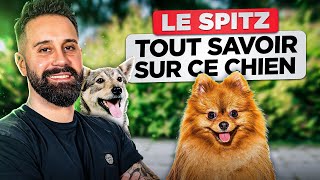 TOUT SUR LE SPITZ : ORIGINE, CARACTÈRE, ÉDUCATION ET SANTÉ !