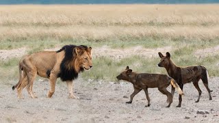 Lion VS Wild Dogs Encounter in The Wild!