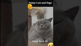 Funniest Videos 2023 😂 Funny Cats 🐱 and Dogs  #shorts #YouTube2023 #Pets #funny #Animals #cats