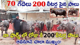 70 గేదెలు 200 లీటర్ల పైన పాలు | నా ఫార్మ్ లో 16 లీ. పాలు ఇచ్చే గేదె | Successful Dairy farm | CBNews