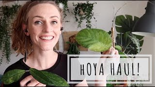 Rare Hoya Haul! Hoyamygosh I need a glass of wine.