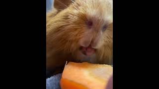 鼻にピントがww#モルモット#guinea pig#ASMR