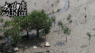 台灣新北淡水河紅樹林 - Tamsui River Mangrove, New Taipei, Taiwan