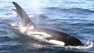 Orcas Killer Whales #Monterey