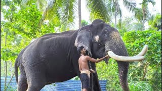 ബാലുശ്ശേരി ധനഞ്ജയൻ #Shorts Komban elephant