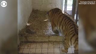 Mother tiger nurses noisy cubs