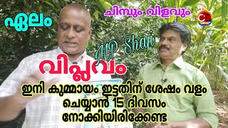 ഏലം I വിപ്ലവം I ഇനി കുമ്മായം ഇട്ടതിന് ശേഷം  വളം ചെയ്യാൻ 15 ദിവസം  കാത്തിരിക്കേണ്ട  #cdvlog  #mpshaji