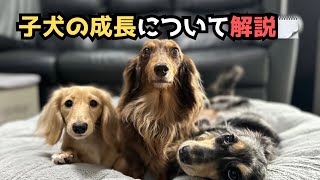 【犬７頭と暮らすおっさん】子犬の成長解説＋今後の活動