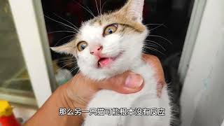 猫行为学之摩擦#科普 #猫咪 #蹭饭 #宠物医生 #猫行为学