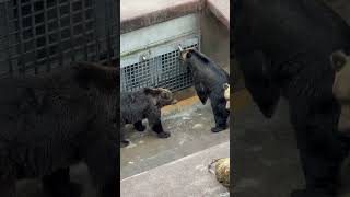 【やっぱり凶暴でした　北海道のヒグマ】　熊　動物　bear Hokkaido ASMR shorts