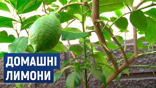 Нині кожна людина може виростити лимон