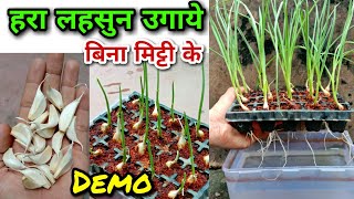 हाइड्रोपोनिक तकनीक से हरा लहसुन उगाएं ~ बिना मिट्टी के | How to grow GREEN GARLIC without using Soil