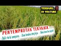 CARA MEMPERCEPAT PENGISIAN BULIR PADI‼️penyemprotan terakhir tanaman padi