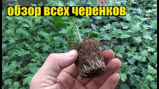 Март - лучшее время для черенкования!