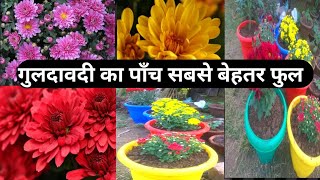 Chrysanthemum गुलदावदी गुलदौदी गुलदावदी क पौधा # shree Sai nursery