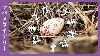 【ツバメの巣DAY8-9】卵が１つ うまれました