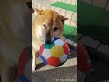 隣のナナちゃんのベスト3 shorts動画 柴犬