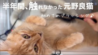 [元野良猫]猫エイズと白血病に感染している穏(オン)を保護して半年間触れなかったが、ついにブラッシングも解禁！ぬし歓喜再び✨トライアル中の里子の様子。残された三毛とディノ\u0026ビーの関係。