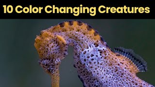 10 Incredible Color-Changing Animals: Nature's Masters of Disguise #AnimalAdaptations