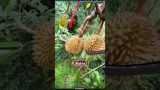 روش عجیب برداشت میوه دوریان(durian)!😵‍💫