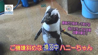 【ペンギン】換羽中でご機嫌斜めなハニーちゃん（伊勢シーパラダイス／水族館）