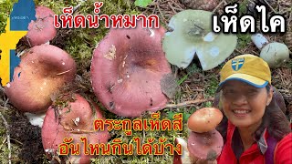 เห็ดสี เห็ดดินกินได้และกินไม่ได้ในสวีเดน แนะนำเฉพาะเห็ดที่เก็บและเคยกินเท่านั้น