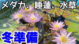 ビオトープの冬前のお手入れ＋増設したゴミ箱からも最高に綺麗な睡蓮が！！メダカ睡蓮ビオトープ！　オスタラ