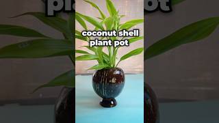 how to make coconut shell plant Pot || #diy #youtubeshorts #shorts