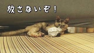 即席おもちゃを与えると獣化する子猫（笑）