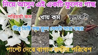 এই গাছ বাড়িতে থাকলে প্রতিবেশীরা আপন হবে ধুপ জ্বালতে লাগে না দেব দেবীরা আশীর্বাদ দেবে।